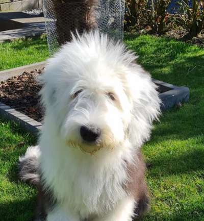 Dogorama Photo Challenge - Hundeblick zum hinschmelzen-Beitrag-Bild