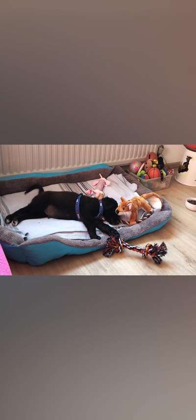 Welpen Bilder !-Beitrag-Bild