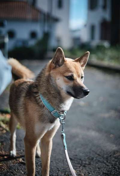 Shiba Inu und andere japanische Rassen!-Beitrag-Bild