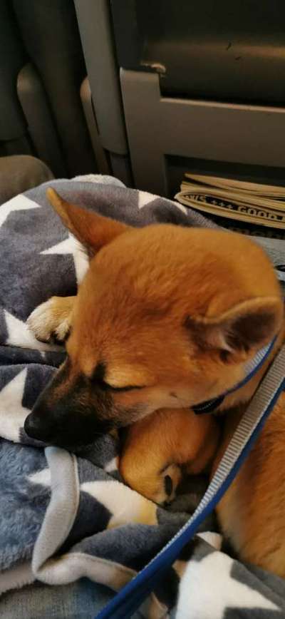 Welpen Bilder !-Beitrag-Bild