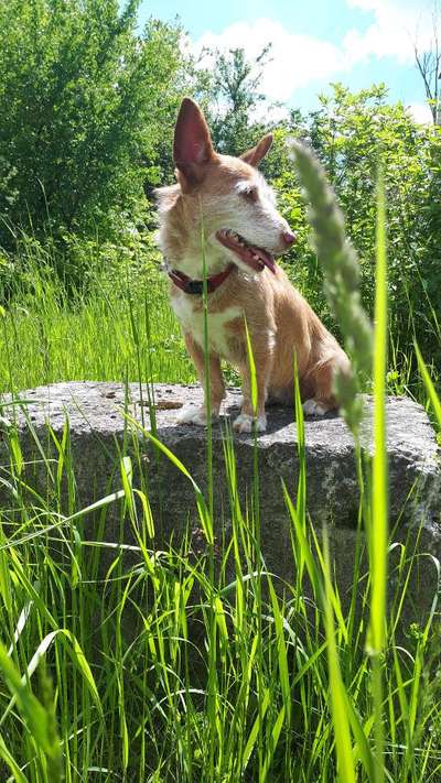 Die Dogorama Monats Challenge "Es grünt und blüht"-Beitrag-Bild