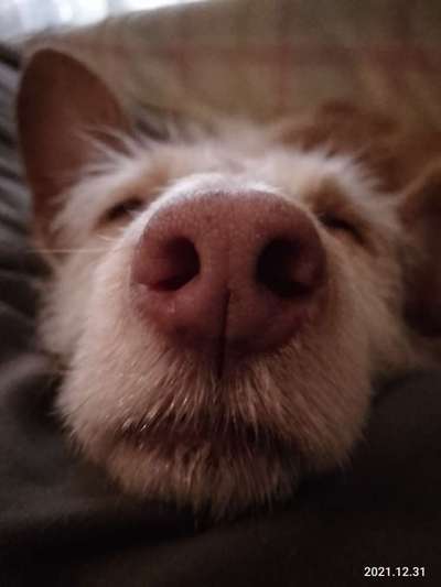 42. Handy Fotochallenge - Den richtigen Riecher haben-Beitrag-Bild