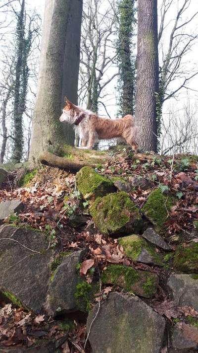 Hundetreffen-Social Walk /Spazierengehen und vielleicht mehr-Bild