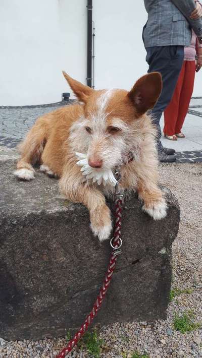 Dein Hund im Dogorama-Kalender 2021-Beitrag-Bild