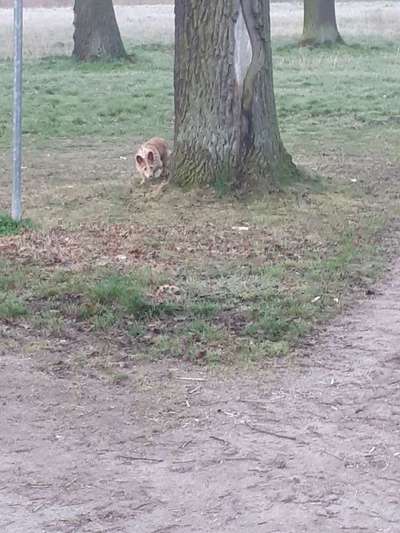 Dein Hund im Dogorama-Kalender 2021-Beitrag-Bild