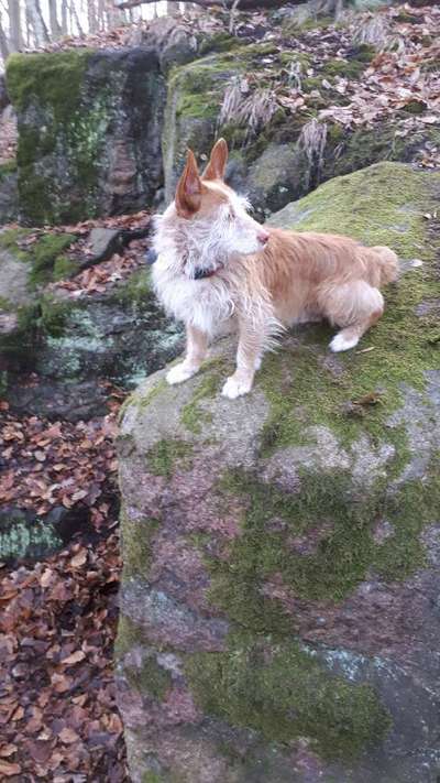 Hunde vom Tierschutzverein 🐕♥️-Beitrag-Bild