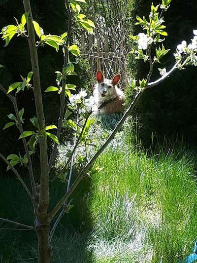 Dein Hund im Dogorama-Kalender 2021-Beitrag-Bild