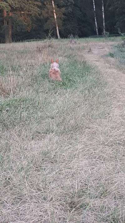 Dein Hund im Dogorama-Kalender 2021-Beitrag-Bild