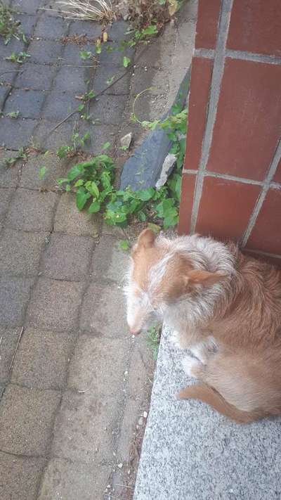 Die Dogorama Wochen Challenge: “Regenspaziergänge"-Beitrag-Bild