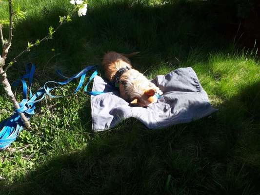 Reisebett-Beitrag-Bild