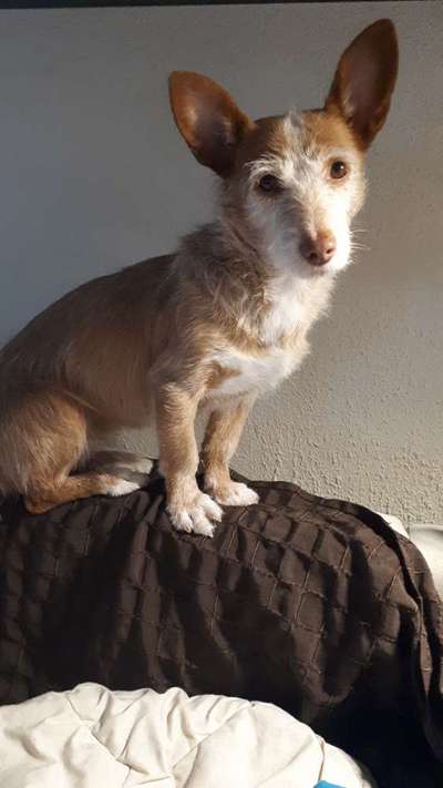 Lieblingsbild von euren Hunden?-Beitrag-Bild