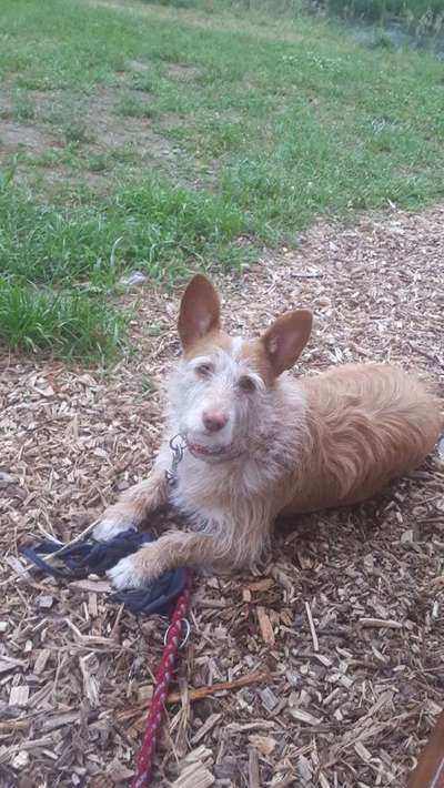 Dein Hund im Dogorama-Kalender 2021-Beitrag-Bild