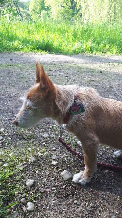 Windhunde - Treffen der besonderen Schönheiten
HERZLICH WILLKOMMEN-Beitrag-Bild