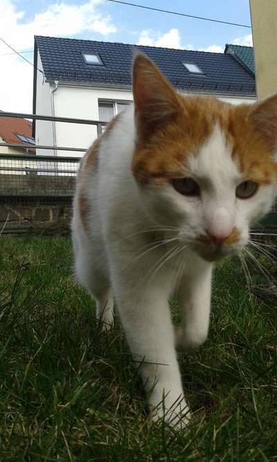 Unsere Fellnasen im Regenbogenland-Beitrag-Bild