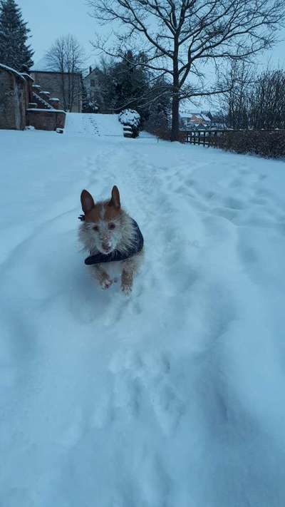 Die Dogorama Kalender Challenge Teil 2/4-Beitrag-Bild