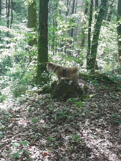 Dein Hund im Dogorama-Kalender 2021-Beitrag-Bild