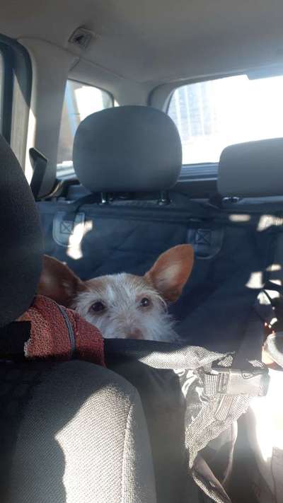 Die Dogorama Wochen Challenge-Beitrag-Bild