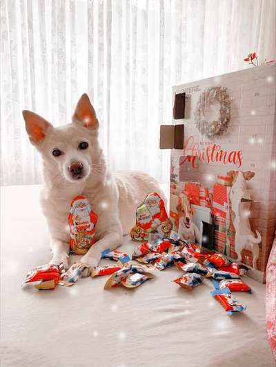 Der berühmte hundeblick-Beitrag-Bild