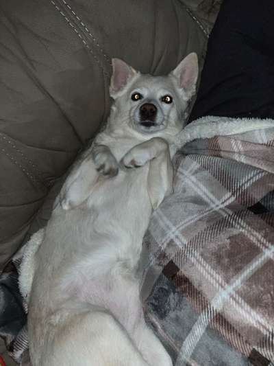 Der berühmte hundeblick-Beitrag-Bild