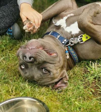 Die Dogorama Wochen Challenge-Beitrag-Bild