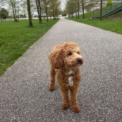 Hundetreffen-Gemeinsamer Spaziergang/ Spielrunde-Bild