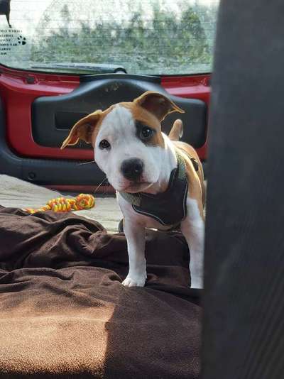 Hundetreffen-Welpentreffen / Sozialisierungstreffen-Bild