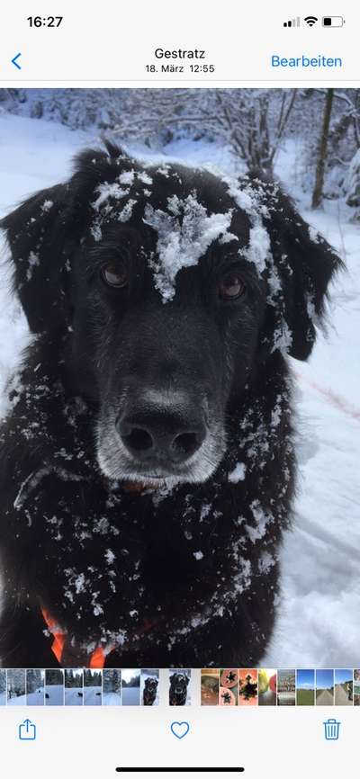 Die Dogorama Kalender Challenge Titelbild-Beitrag-Bild