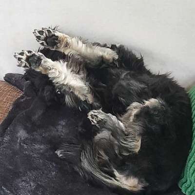 Hundetreffen-Gemeinsame Gassirunde-Bild