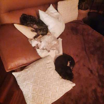 aktuelles Foto Gruppe Chihuahua