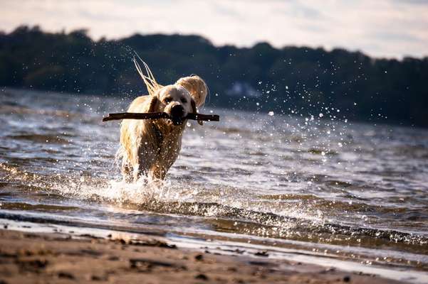 Die Dogorama Wochen Challenge: “Dein Hund im Urlaub”-Beitrag-Bild