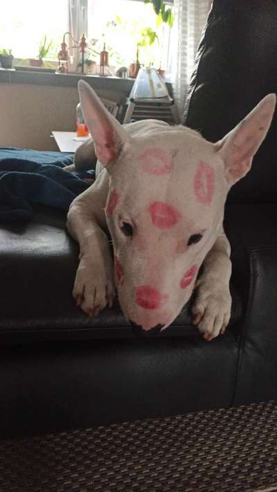 Miniatur Bull Terrier-Beitrag-Bild