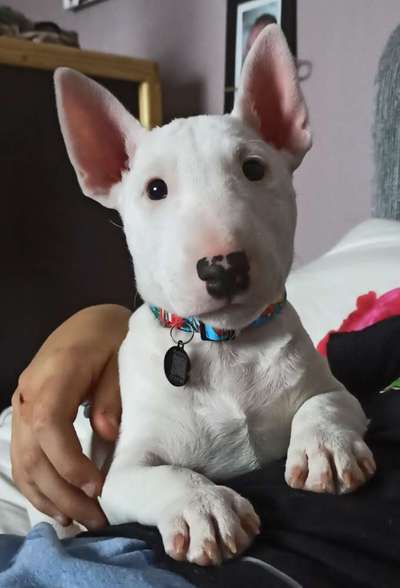 Dogorama Photo Challenge - Hundeblick zum hinschmelzen-Beitrag-Bild