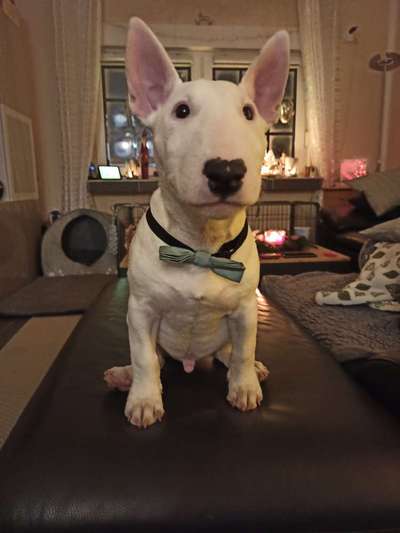 Miniatur Bull Terrier-Beitrag-Bild