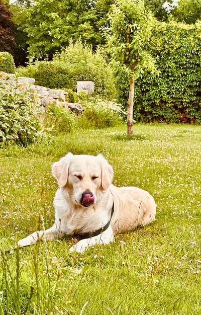 Hundetreffen-Spazieren statt spielen-Bild