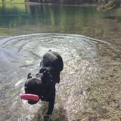 Hundetreffen-Suche Gassi/Spiel-Buddy für meine Franz. Bulldogge-Bild