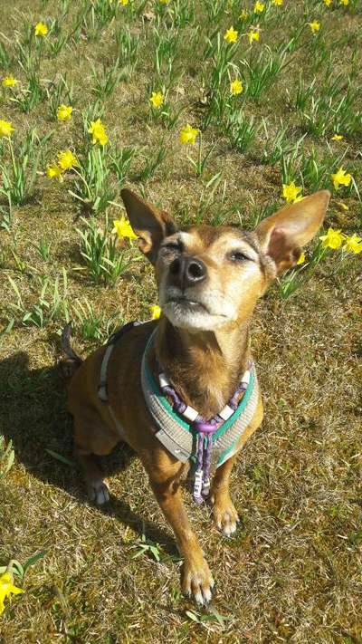 Die Dogorama Monats Challenge "Es grünt und blüht"-Beitrag-Bild