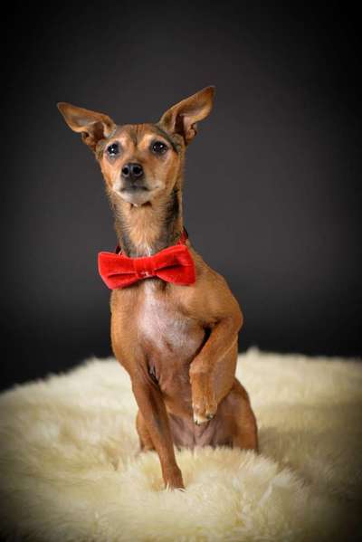 Die Dogorama Kalender Challenge Titelbild-Beitrag-Bild