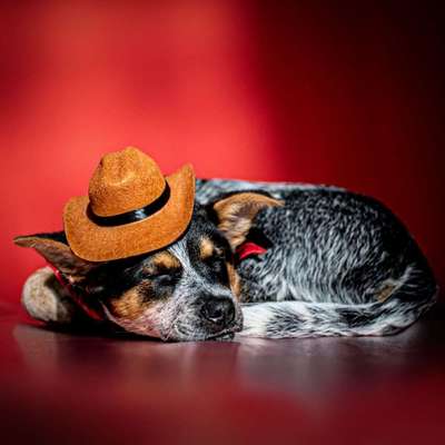 Tierfotografen-Anima Lumarys-Bild