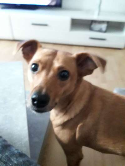 Mischlingshunde Foto Aufruf-Beitrag-Bild