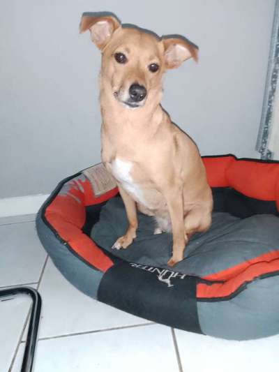 TierschutzhundeStammtisch🐕-Beitrag-Bild