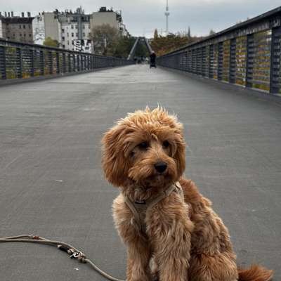 Hundetreffen-Gemeinsame Spaziergänge-Bild