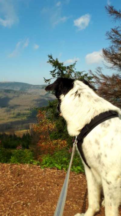 Dogorama Photo Challenge - Tierischer Urlaub-Beitrag-Bild