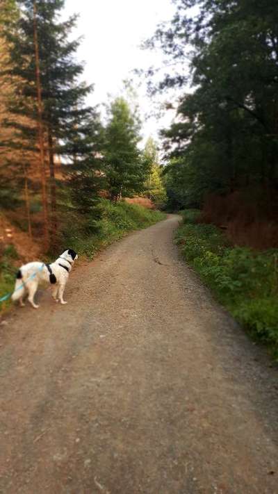 Hundeurlaub In Deutschland-Beitrag-Bild