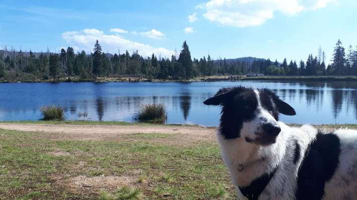 Hundeurlaub In Deutschland-Beitrag-Bild