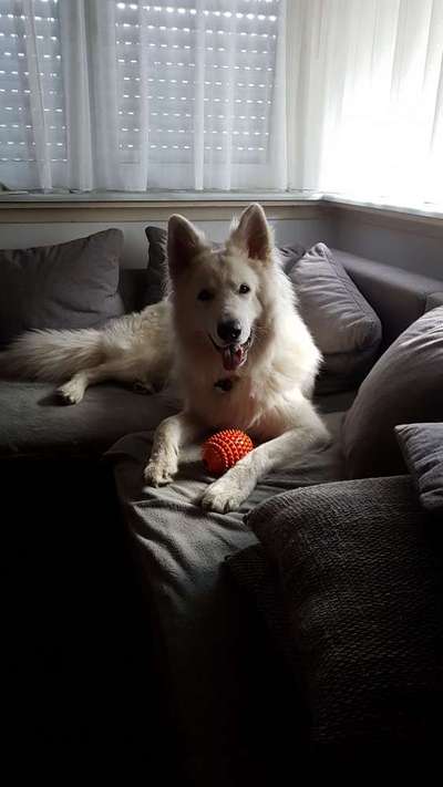 Schäferhund-Beitrag-Bild