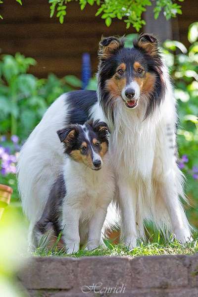 Collies -wo seid ihr?-Beitrag-Bild