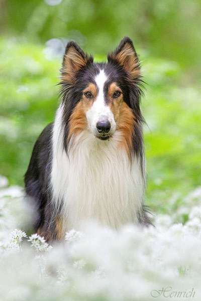 Collies -wo seid ihr?-Beitrag-Bild