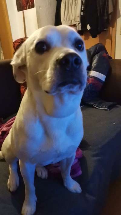 Linke Seite vom Hals dick/geschwollen beim Hund.-Beitrag-Bild