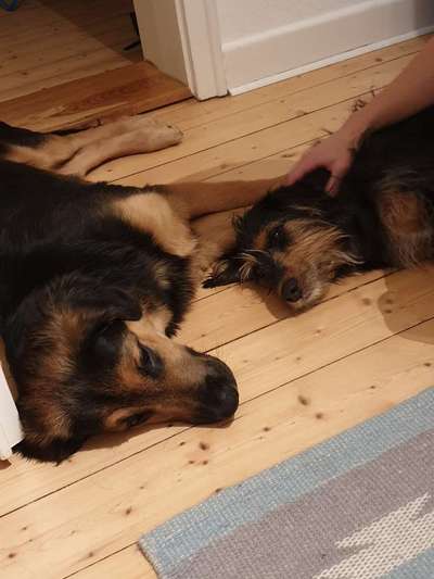 Labradorfans-Beitrag-Bild