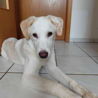 KRITIKOS LAGONIKOS-Beitrag-Bild